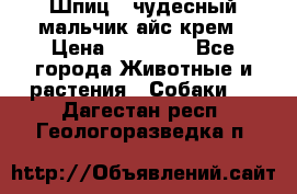 Шпиц - чудесный мальчик айс-крем › Цена ­ 20 000 - Все города Животные и растения » Собаки   . Дагестан респ.,Геологоразведка п.